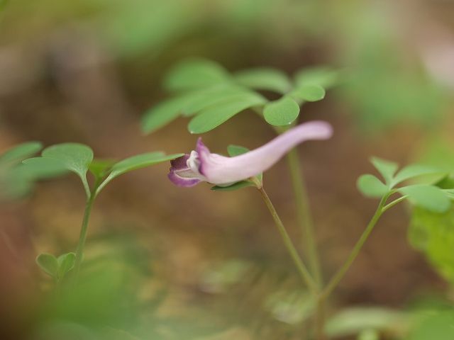 種まきコリダリス。