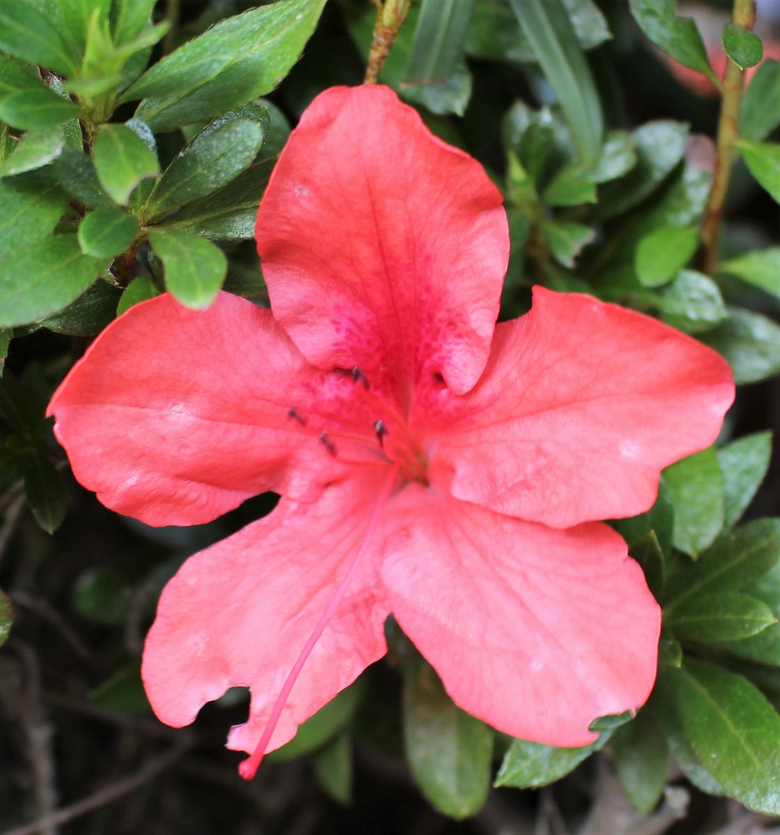 狂い咲きの花など