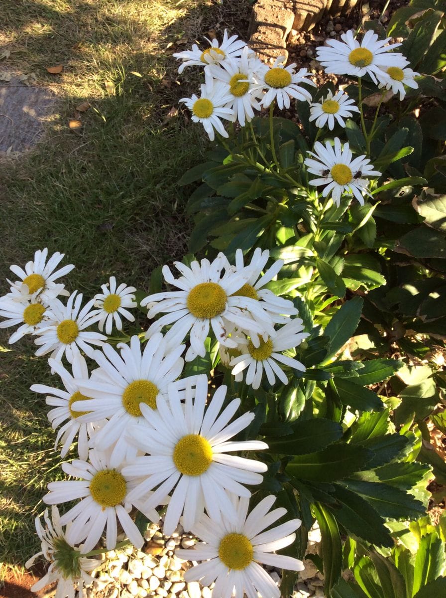 チューリップ🌷を植えました。