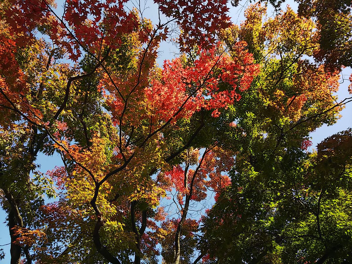 盛岡城跡公園🍁