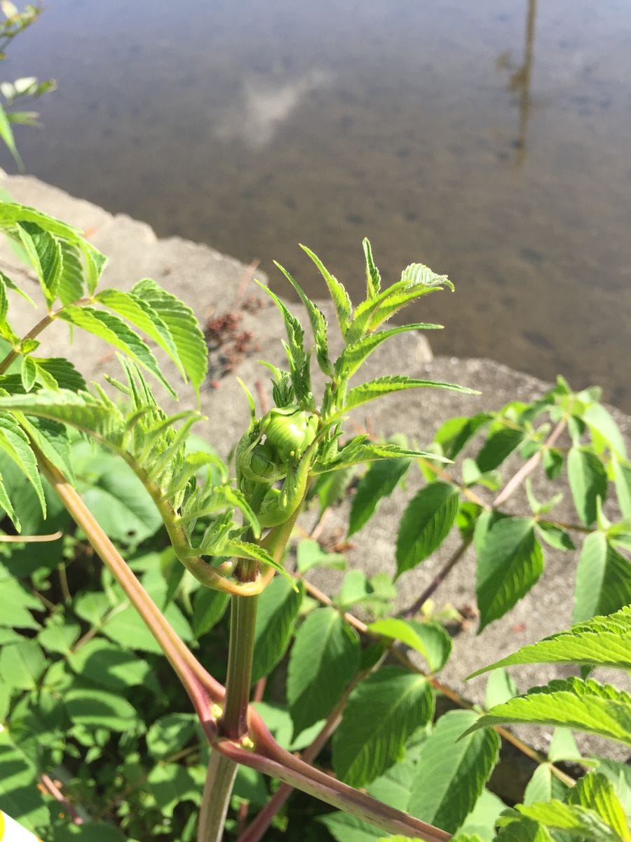 皇帝ダリアに蕾が出てきてる〜〜