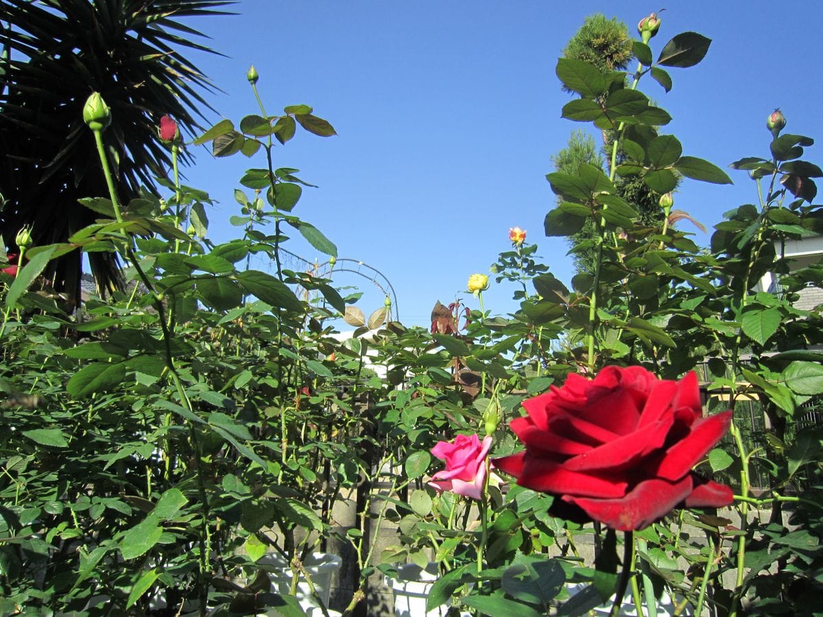 “薔薇咲爺爺” favorite roses! !①