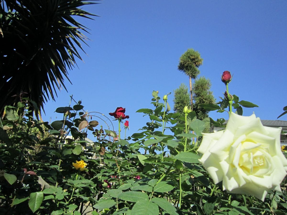 “薔薇咲爺爺” favorite roses! !①