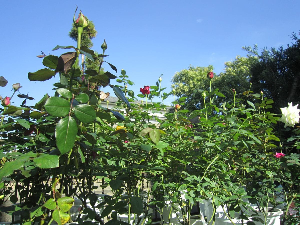 “薔薇咲爺爺” favorite roses! !①