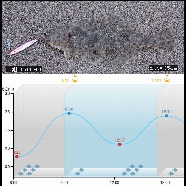 ヒラメ釣れたぁー。ウォーキングMS⑥261日目(2086日)