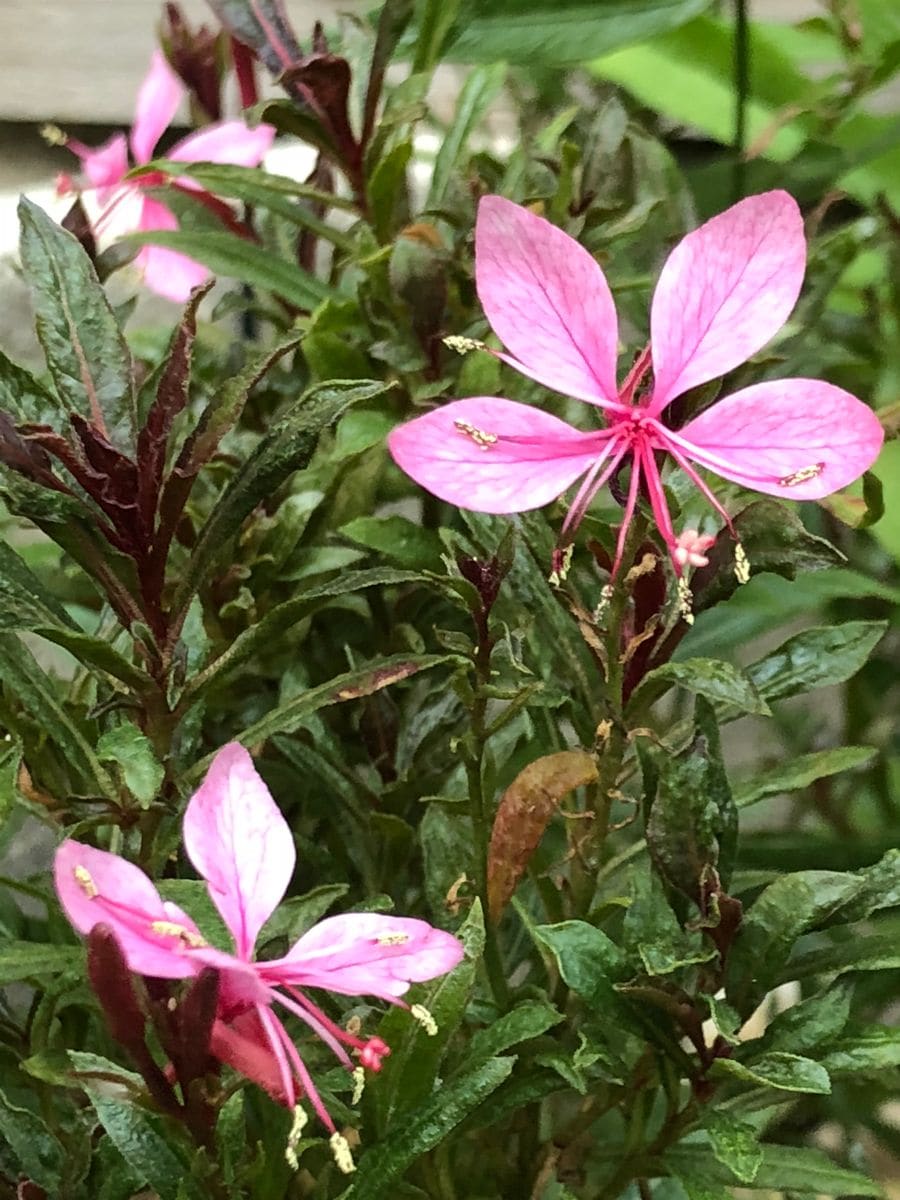 今朝の色々なお花🎵