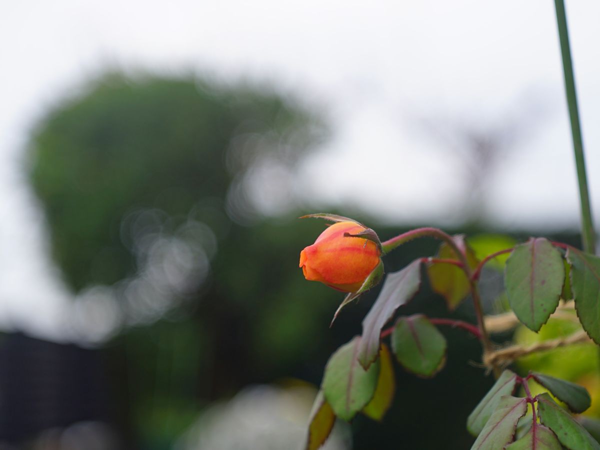 秋の二番花、蕾待機