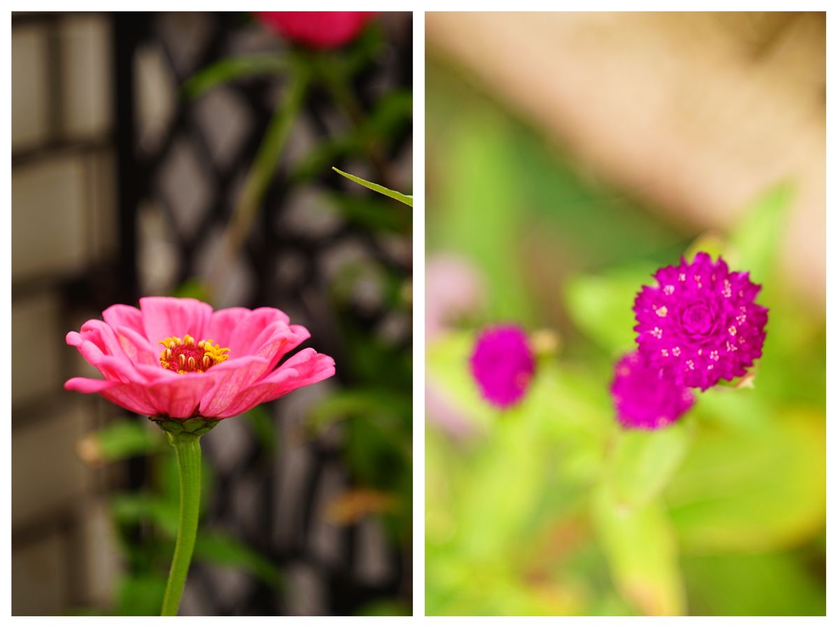 秋の二番花、蕾待機