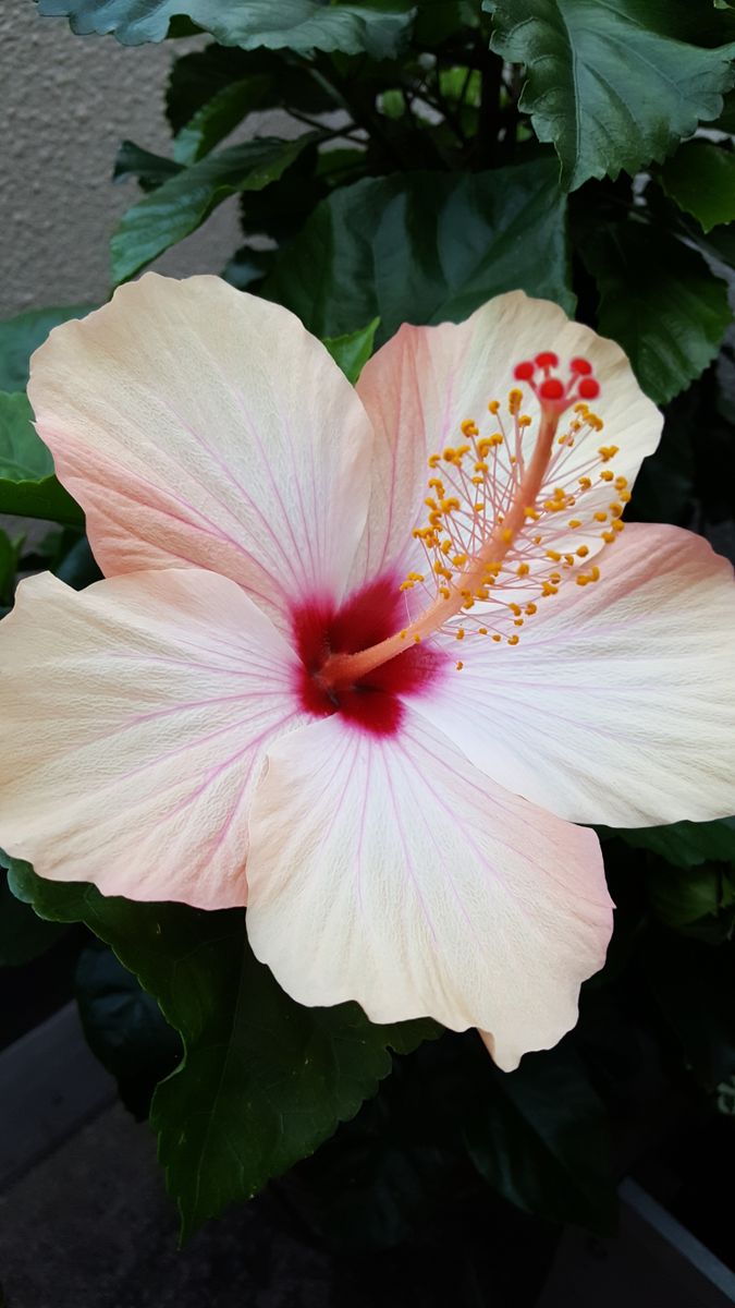 ふくおかルーバルガーデン2～秋の庭便り🍁ミセバヤの可愛いピンクの花💠