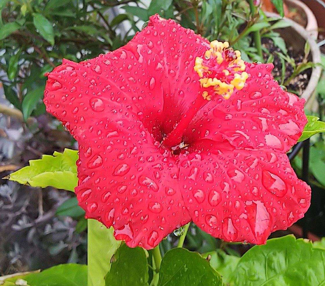 雨上りのお花