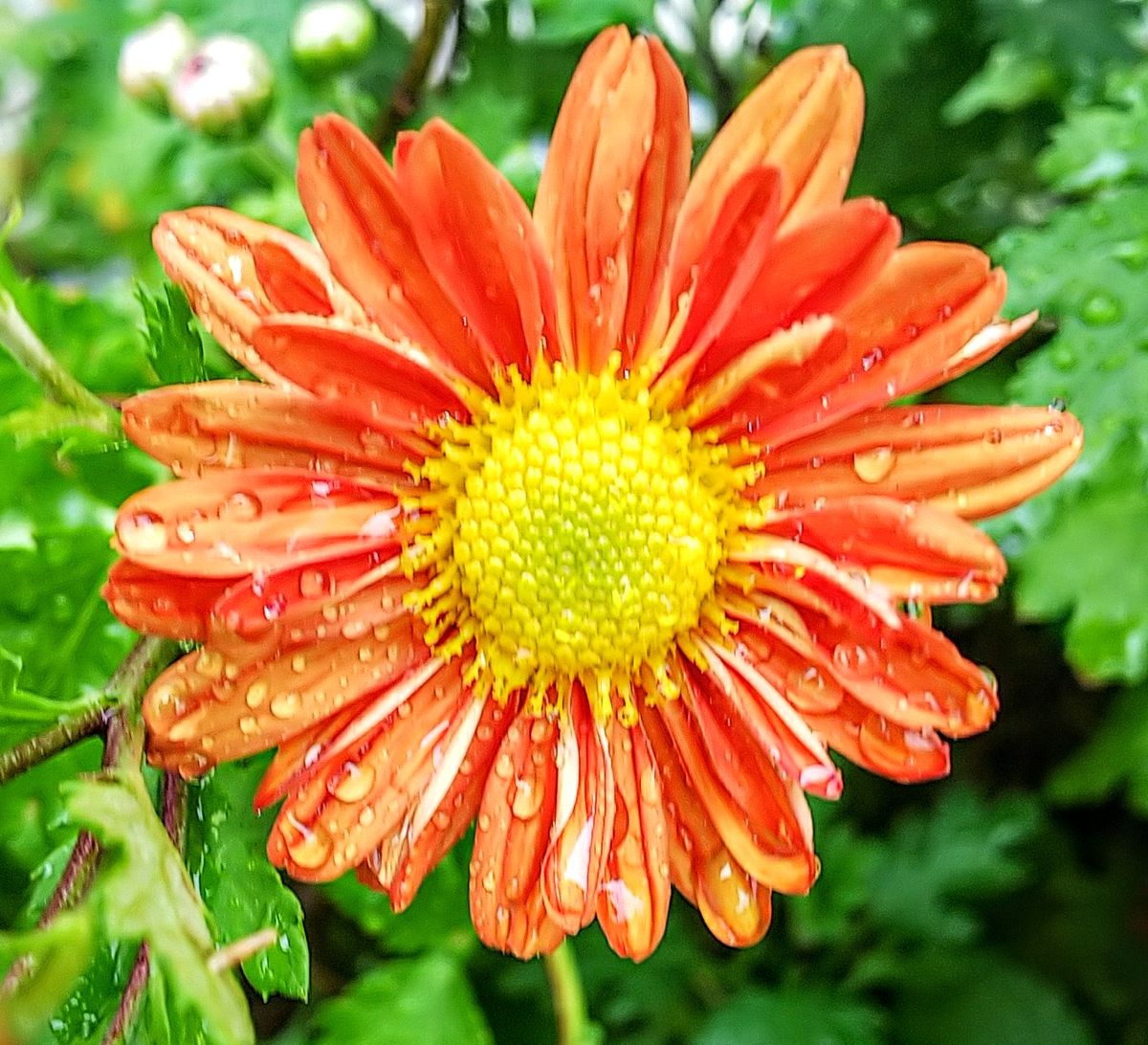 雨上りのお花