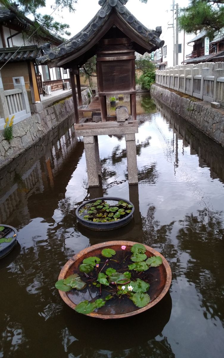 睡蓮の花