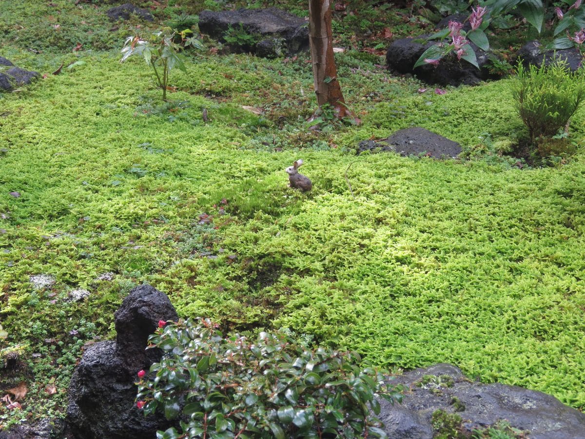 苔庭・朝のウサちゃん