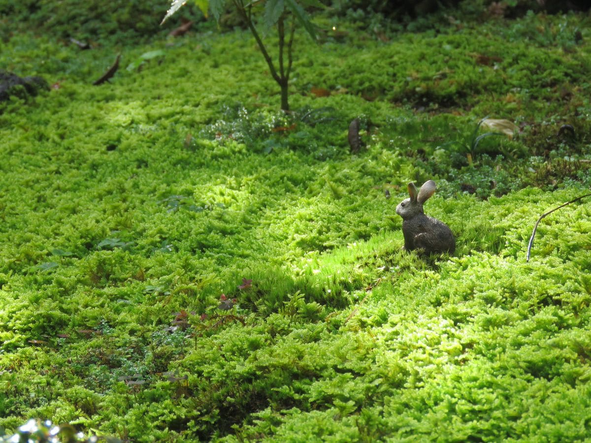 苔庭・朝のウサちゃん