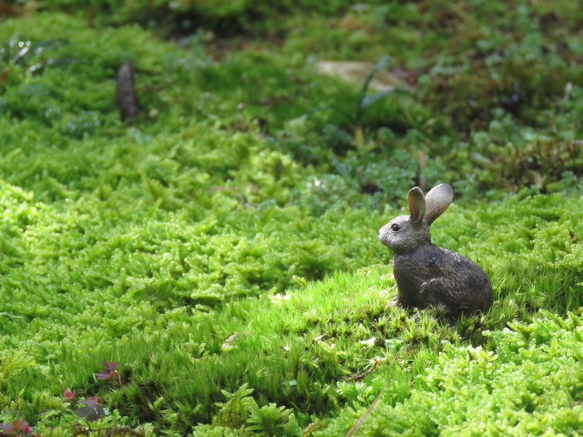 苔庭・朝のウサちゃん