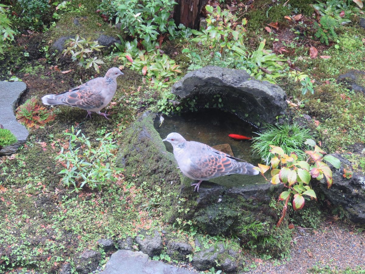 苔庭・今朝のキジバトさん