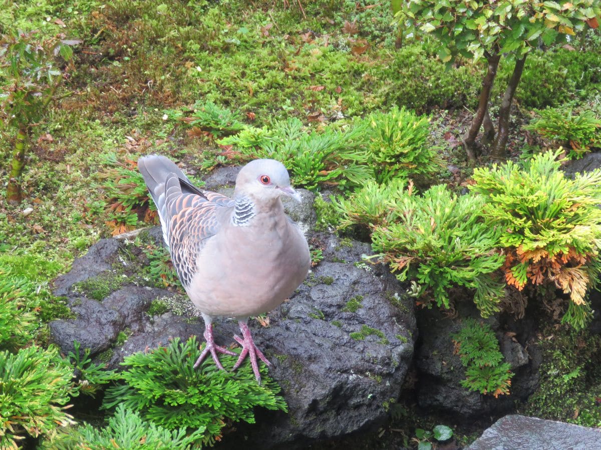 苔庭・今朝のキジバトさん