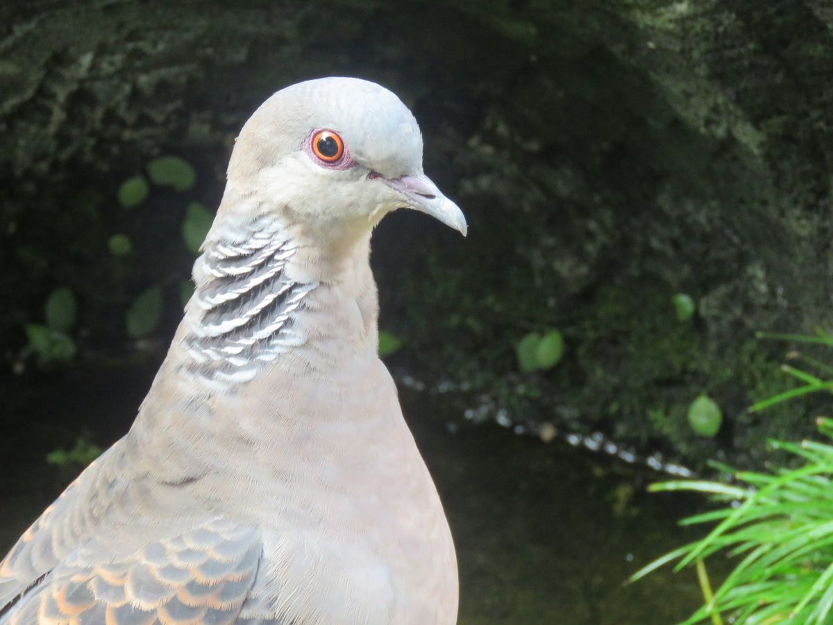 苔庭・今朝のキジバトさん