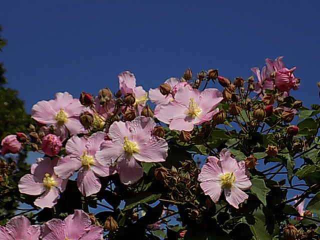 青空⑫　サキシマフヨウ