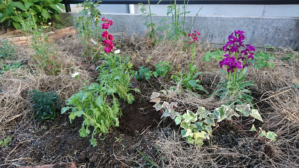 植え込み