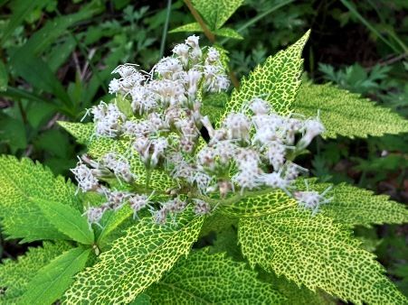 秋の野の花