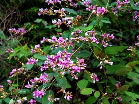 秋の野の花