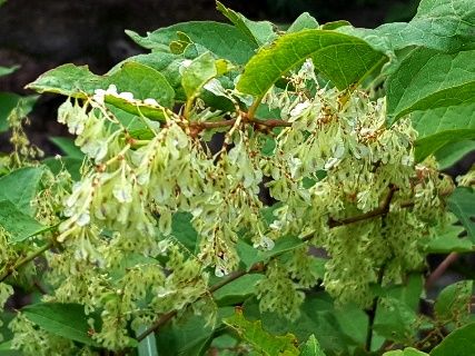 秋の野の花