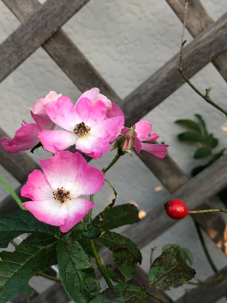 薔薇さん頑張る🌹