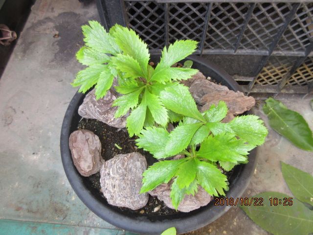 さて、何の花でしょう？