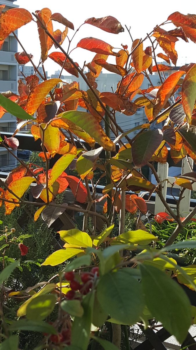 ふくおかルーバルガーデン2～秋の庭便り🍁マイガーデンの紅葉三葉🎵😃