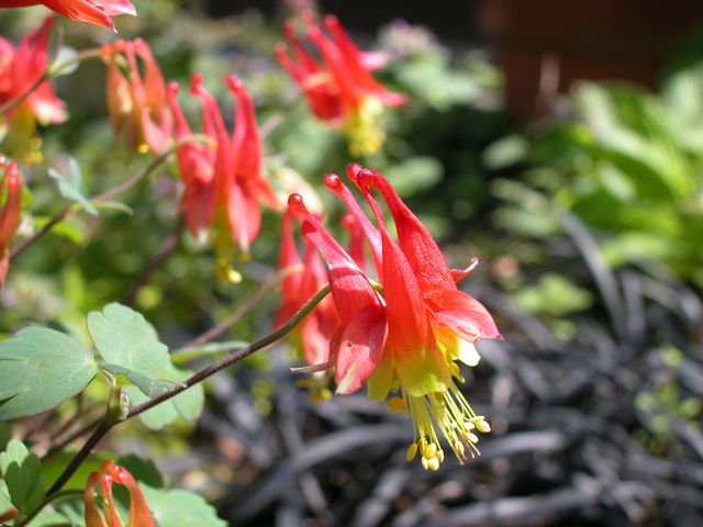 Aquilegia canadensis