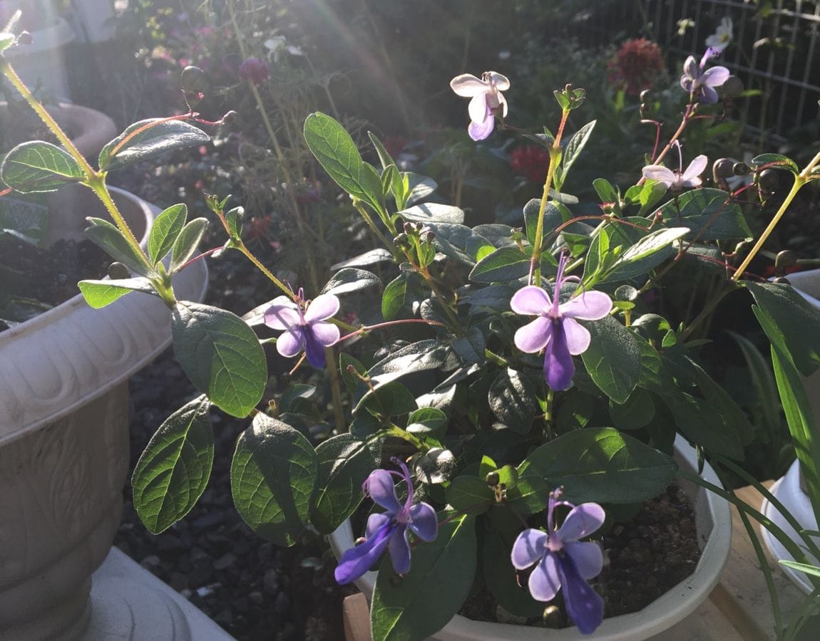 咲く花 朝陽を浴びる