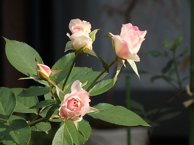 やっと秋の薔薇とアジサイ？咲いてますーー。