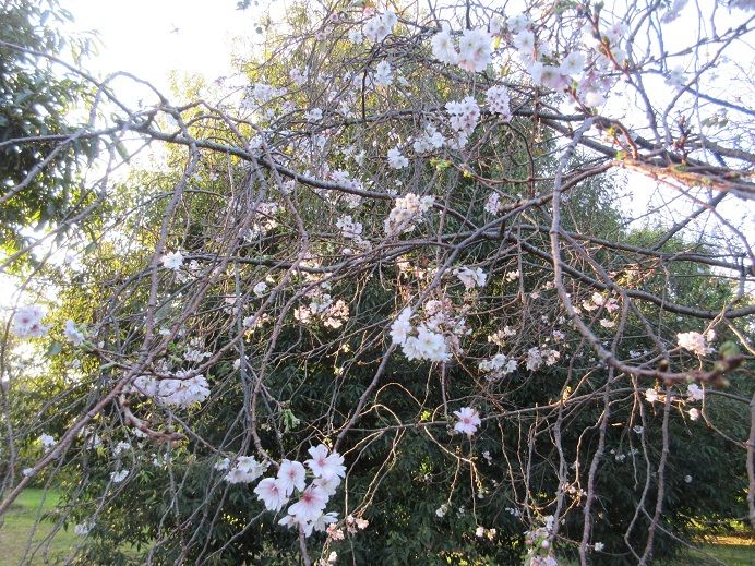 10月桜