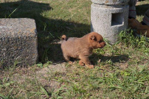 いってまいりました美濃柴犬展覧会