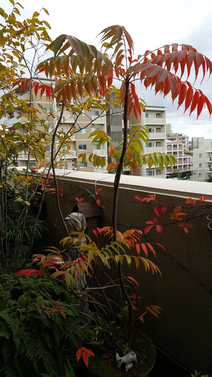ふくおかルーバルガーデン2～秋の庭便り🍁ヤンバルガンピの花と紅葉😃