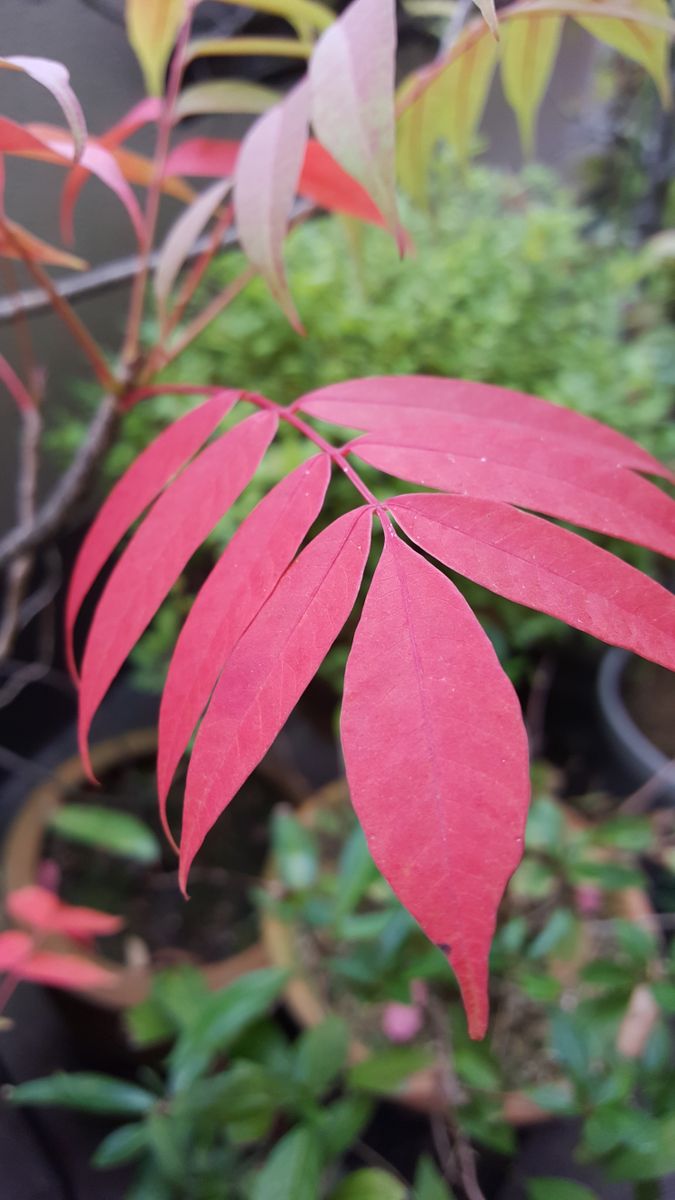 ふくおかルーバルガーデン2～秋の庭便り🍁ヤンバルガンピの花と紅葉😃