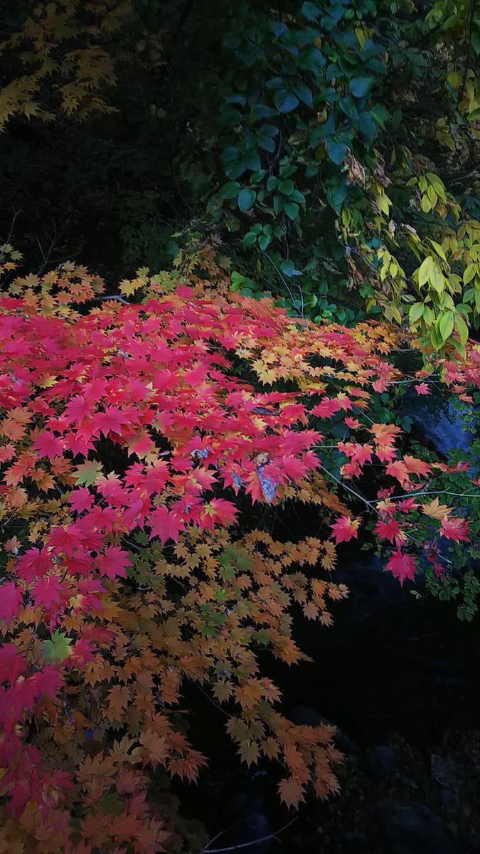 28日に扉温泉😌♨️🍶に🍁