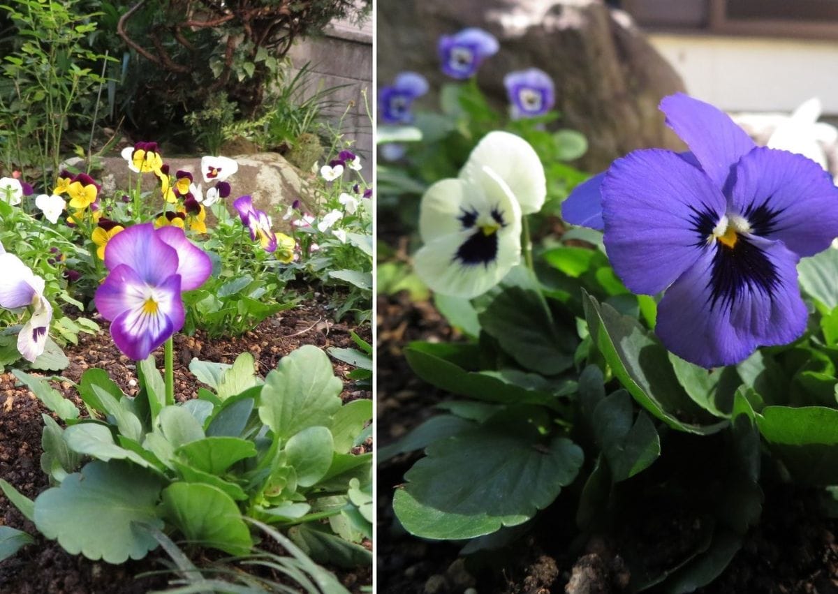 二つの花壇花一杯に❣