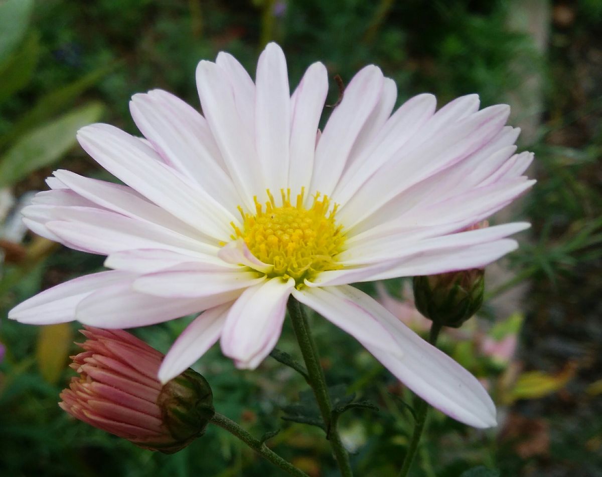 菊の花🌸