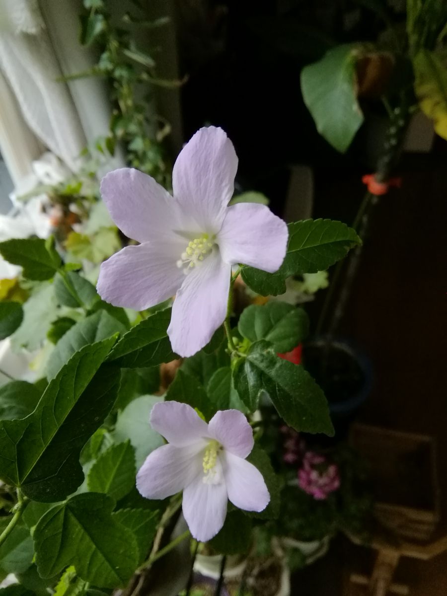 夜中の暴風雨、寒さに震える鉢花。