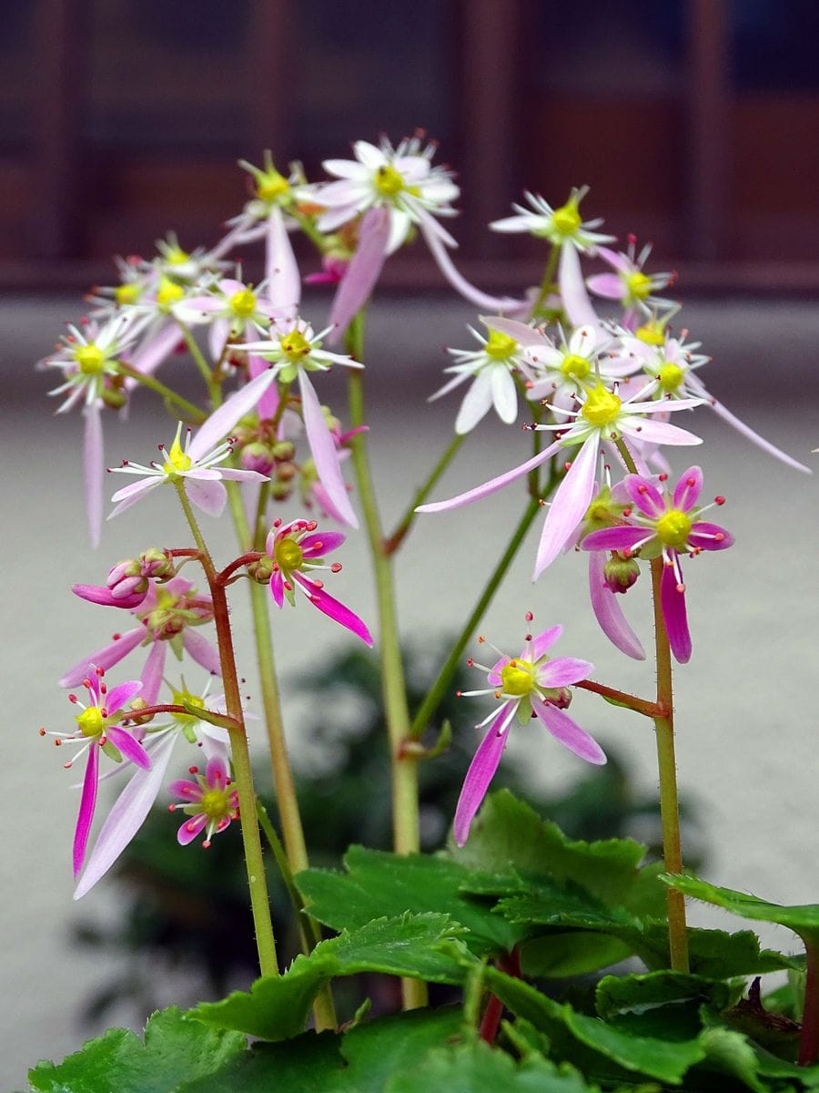 ＫＢＴさんちの花、見てきたよ！