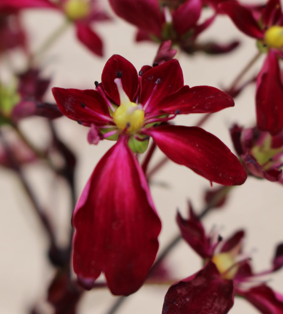 行方不明の花が見つかった