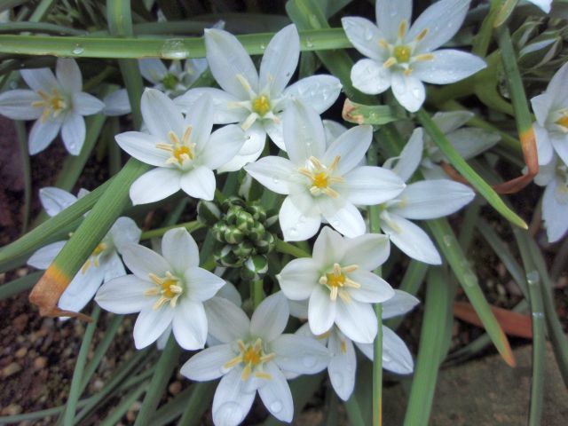 リンゴの花が咲きました。