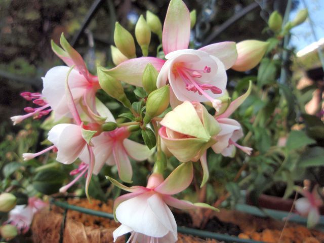 リンゴの花が咲きました。