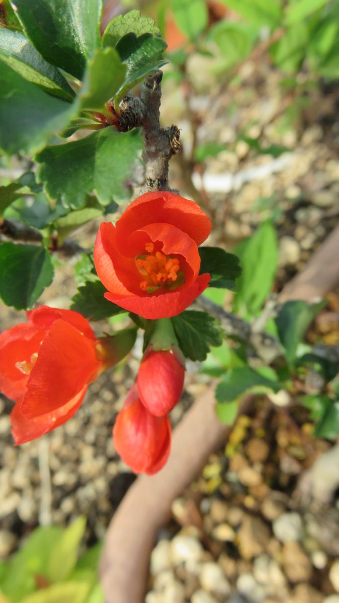 出来立て花壇の秋景色～😊～