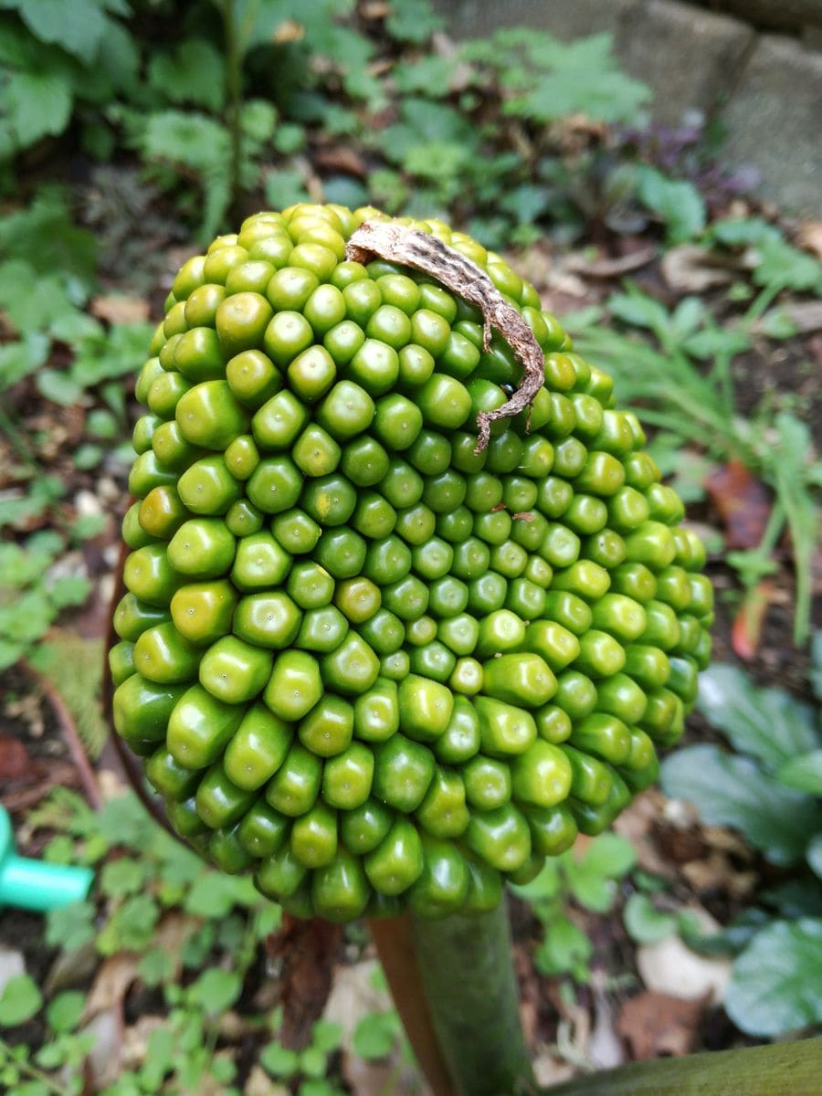 ムサシアブミ🌿