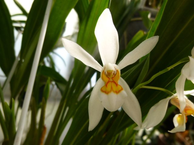 Coel.ochracea 'Kobe'