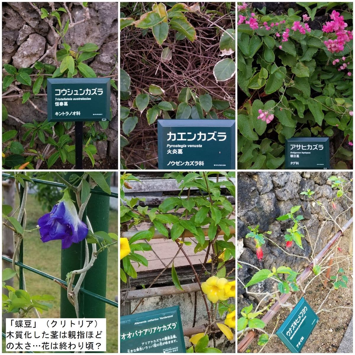 南の植物…旅写真！