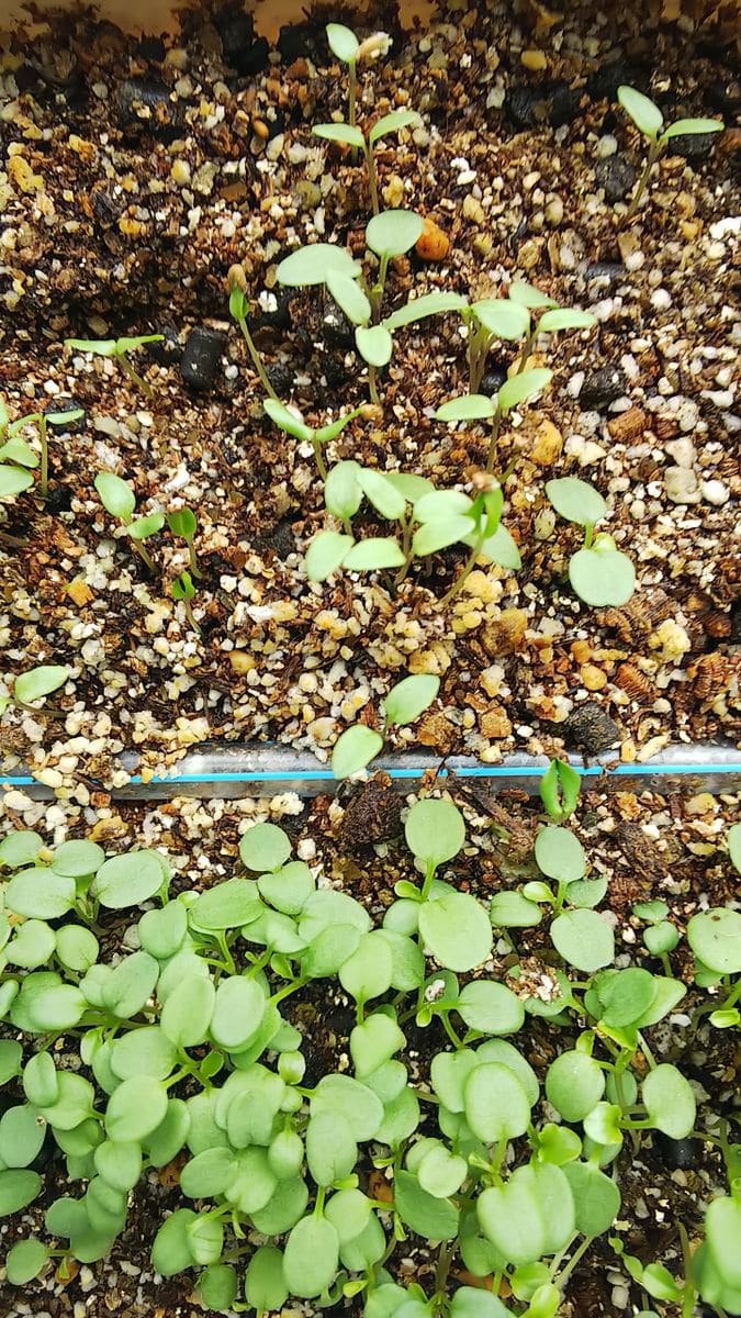 発芽に本葉が出ました🌱